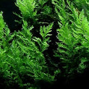 Bolbitis heudelotii (rock) - Fresh N Marine