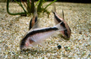 Skunk Corydoras (Corydoras arcuatus) - Fresh N Marine