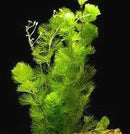 Cabomba Caroliniana - Fresh N Marine