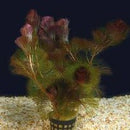 Cabomba Piauhyensis - Fresh N Marine