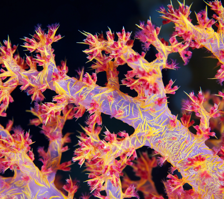 Carnation Coral (Dendronephthya sp.) - Fresh N Marine