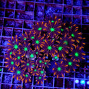 Clove Polyp Colony (Clavularia Sp.) - Fresh N Marine