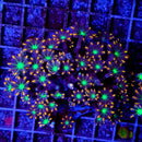 Clove Polyp Colony (Clavularia Sp.) - Fresh N Marine