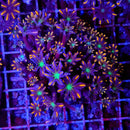 Clove Polyp Colony (Clavularia Sp.) - Fresh N Marine