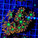 Clove Polyp Colony (Clavularia Sp.) - Fresh N Marine