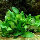 Hygrophila Corymbosa Compacta - Fresh N Marine
