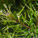 Ludwigia Tornado - Fresh N Marine