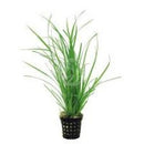 Cyperus Helferi - Fresh N Marine