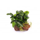 Nana Petite (rock) (small) - Fresh N Marine