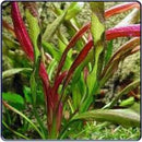 Echinodorus Red Devil - Fresh N Marine