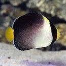 Singapore Angel (Chaetodontoplus mesoleucus) - Fresh N Marine
