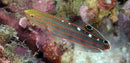 Rainford Goby (Amblygobius rainfordi) - Fresh N Marine