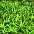 Pogostemon Helferi - Fresh N Marine