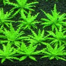 Pogostemon Helferi - Fresh N Marine