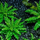 Pogostemon Helferi - Fresh N Marine
