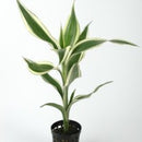 Dracaena Sanderiana - Fresh N Marine