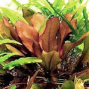 Echinodorus Kleiner - Fresh N Marine