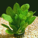 Echinodorus parivflorus tropica - Fresh N Marine