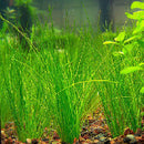 Eleocharis Vivipara - Fresh N Marine
