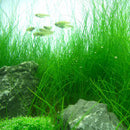 Eleocharis Vivipara - Fresh N Marine