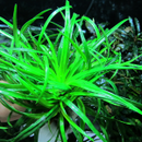 Eriocaulon Sp Vietnam - Fresh N Marine