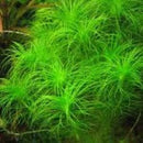 Eriocaulon Setaceum - Fresh N Marine