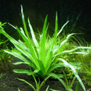 Eriocaulon Sp Vietnam - Fresh N Marine