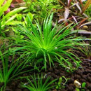 Eriocaulon Sp Vietnam - Fresh N Marine