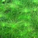 Eriocaulon Setaceum - Fresh N Marine
