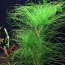 Eriocaulon Setaceum - Fresh N Marine