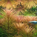 Eusteralis Stellata - Fresh N Marine