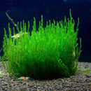 Flame moss (Taxiphyllum sp.)(Packet) - Fresh N Marine