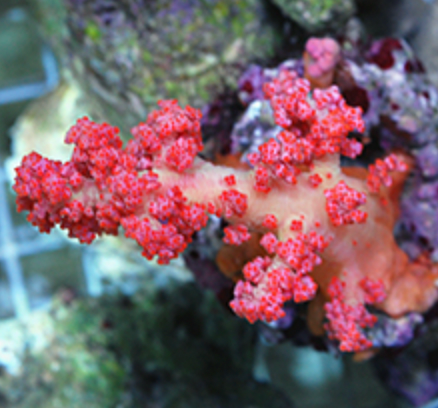 Flower Tree Coral (Scleronephthya sp.) - Fresh N Marine