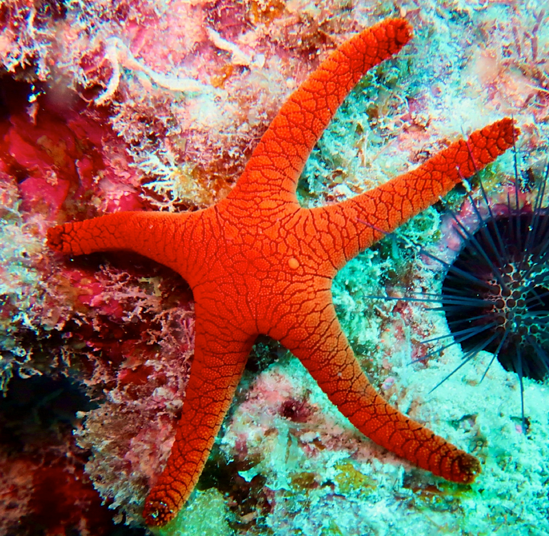 Red Starfish (Fromia indica) - Fresh N Marine