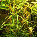 Potamogeton Gayi - Fresh N Marine