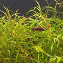 Potamogeton Gayi - Fresh N Marine