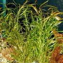 Potamogeton Gayi - Fresh N Marine