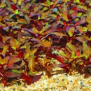 Ludwigia Glandulosa - Fresh N Marine