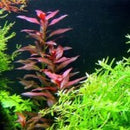Ludwigia Glandulosa - Fresh N Marine