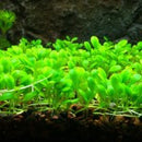Glossostigma elatinoides - Fresh N Marine
