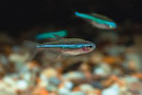 Green Neon Tetra (Paracheirodon simulans) - Fresh N Marine