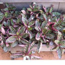 Hemigraphis Exotica - Fresh N Marine