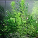 Hydrotriche Hottoniiflora - Fresh N Marine