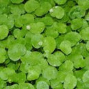 Hydrocotyle Leucocephala - Fresh N Marine