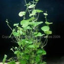 Hydrocotyle Leucocephala - Fresh N Marine