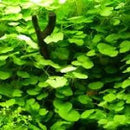 Hydrocotyle Leucocephala - Fresh N Marine