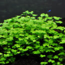 Hydrocotyle Tripartita - Fresh N Marine