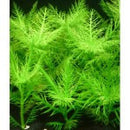 Hygrophila Balsamica - Fresh N Marine