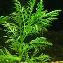 Hygrophila Difformis - Fresh N Marine
