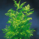 Hygrophila Difformis - Fresh N Marine